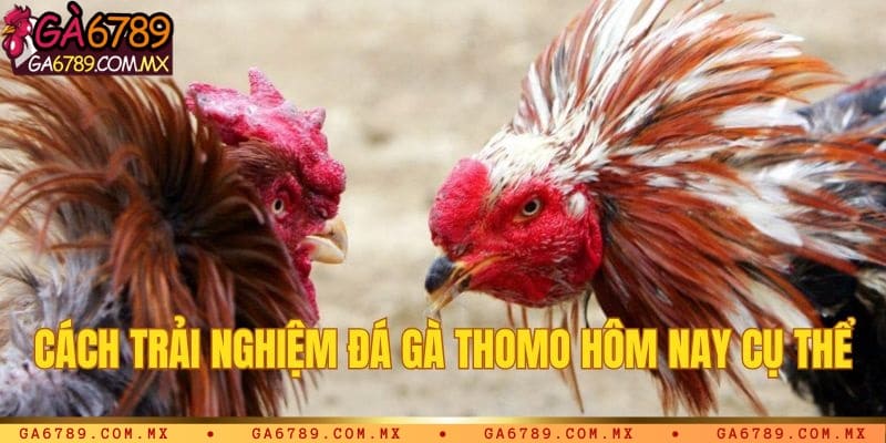 Cách trải nghiệm đá gà Thomo hôm nay cụ thể