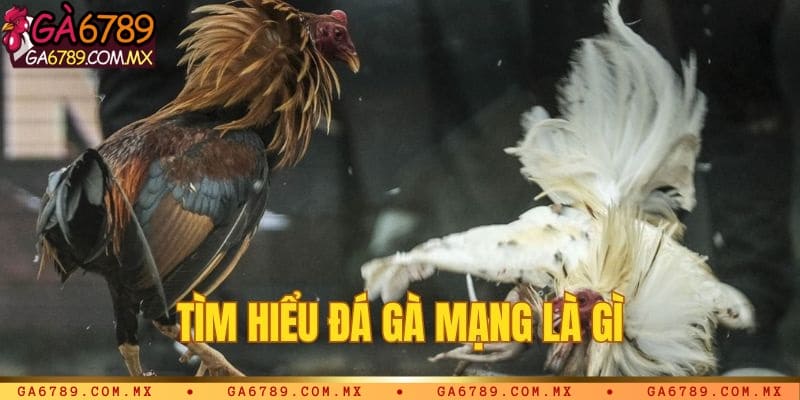 Đá gà mạng là gì?