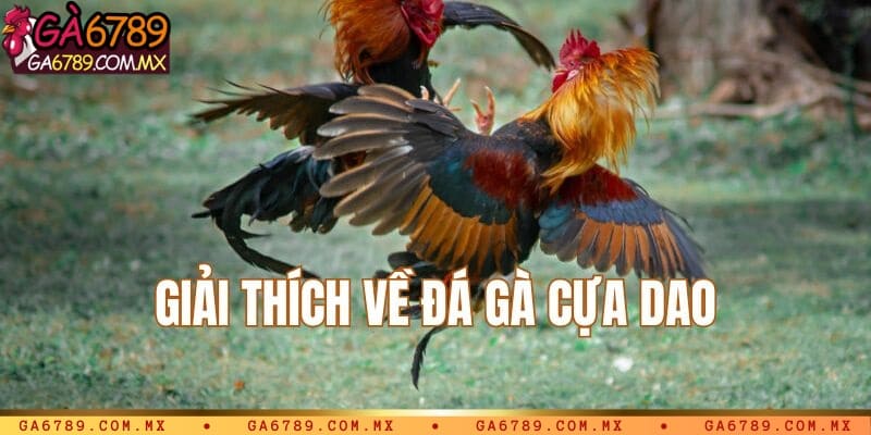 Giải thích đá gà cựa dao