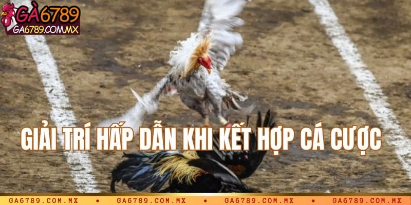 Giải trí hấp dẫn cùng hoạt động cá cược đá gà C1