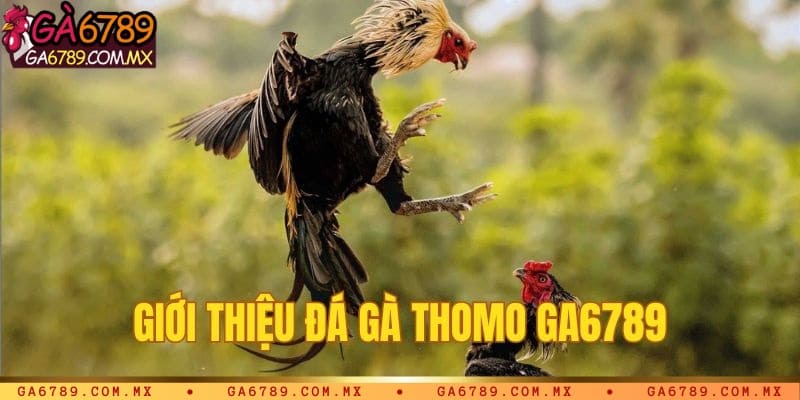 Giới thiệu đá gà Thomo Ga6789
