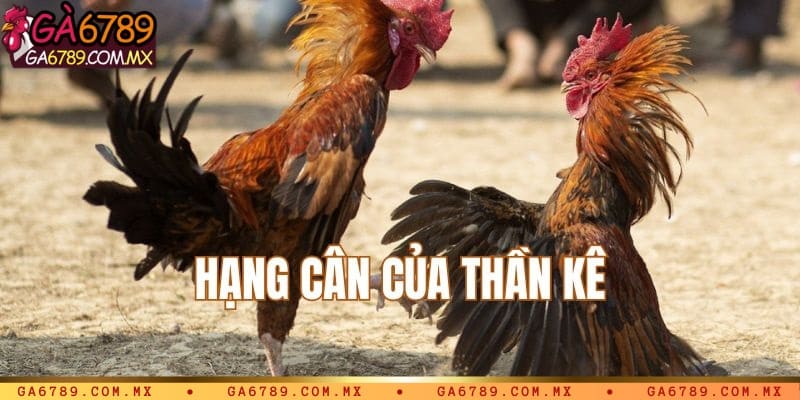 Hạng cân thần kê