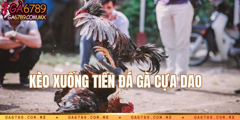 Kèo xuống tiền xanh chín
