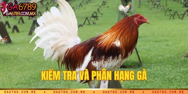 Kiểm tra và phân hạng gà