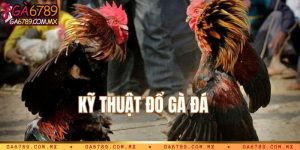 Kỹ thuật đổ gà đá