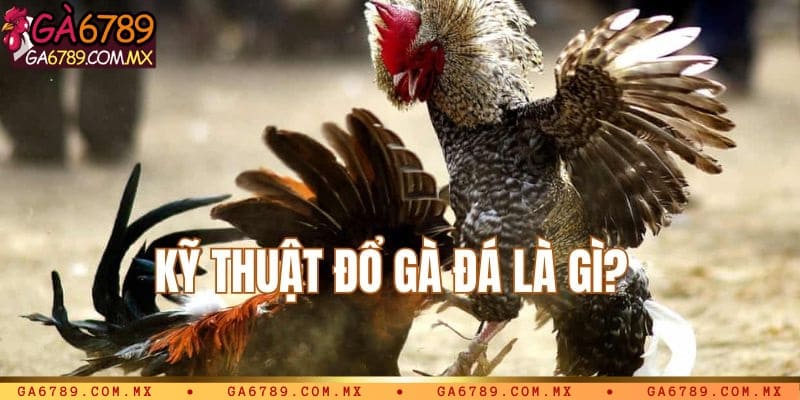 Kỹ thuật đổ gà đá là gì?