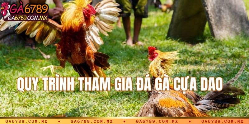 Quy trình diễn ra trận đá gà cựa dao cơ bản