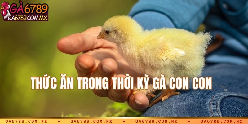 Thời kỳ gà con
